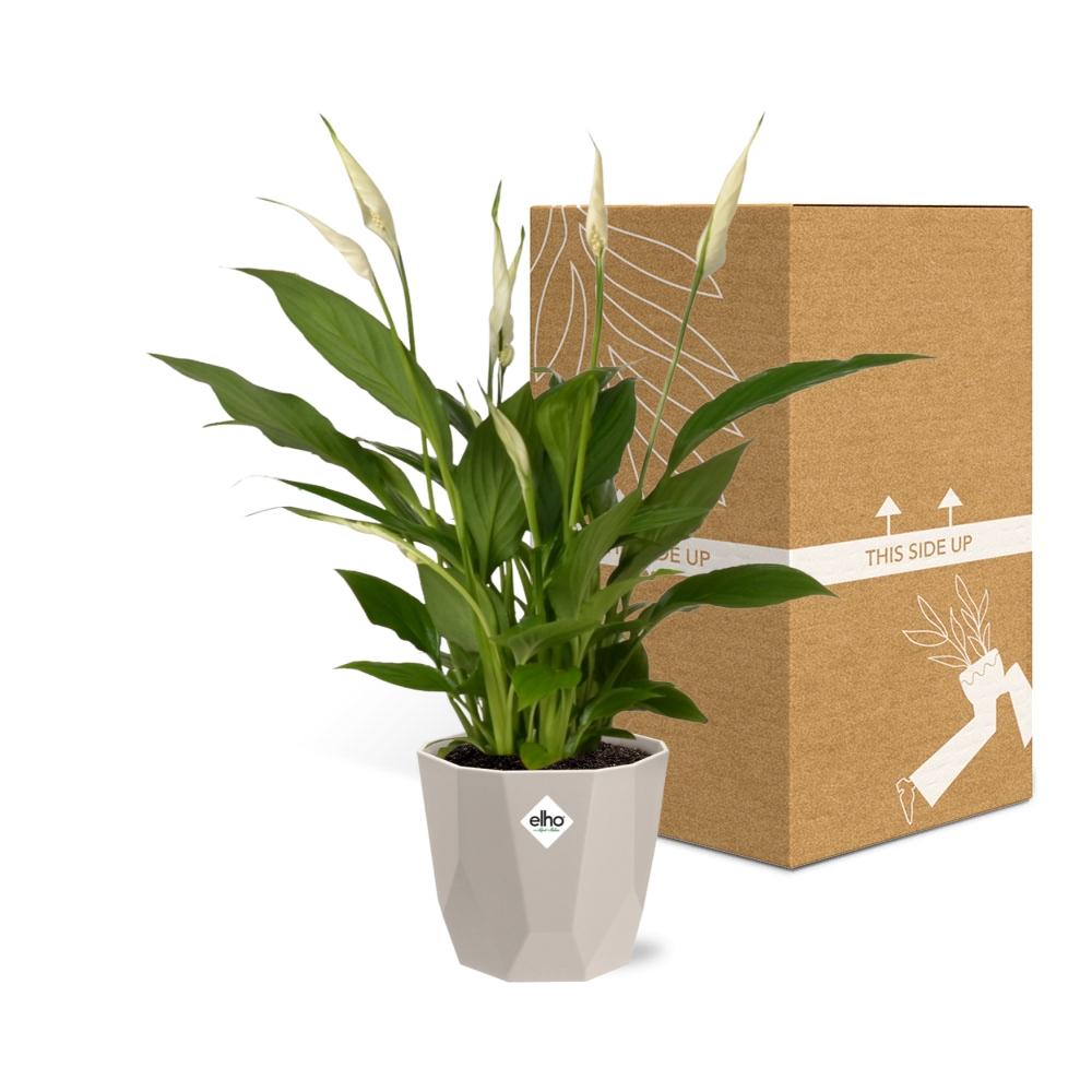 Spathiphyllum Torelli 12 cm in ELHO b.for rock Topf warm grey
