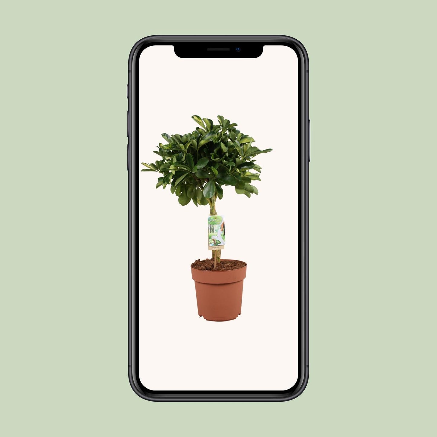 Schefflera Arboricola Gerda – Pflegeleichter Schirmbaum Ø21cm, 80cm hoch