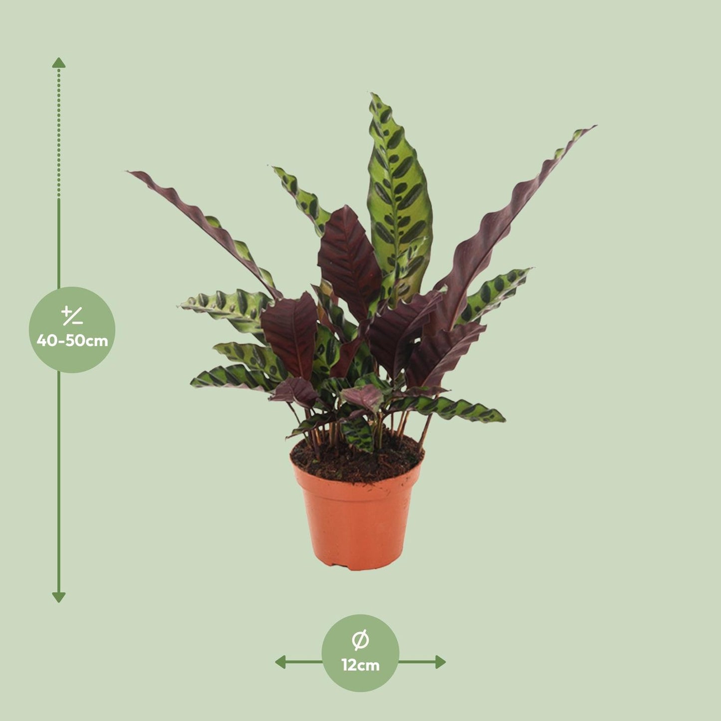 Calathea Insignis – Pflegeleichte Designer-Zimmerpflanze Ø12cm