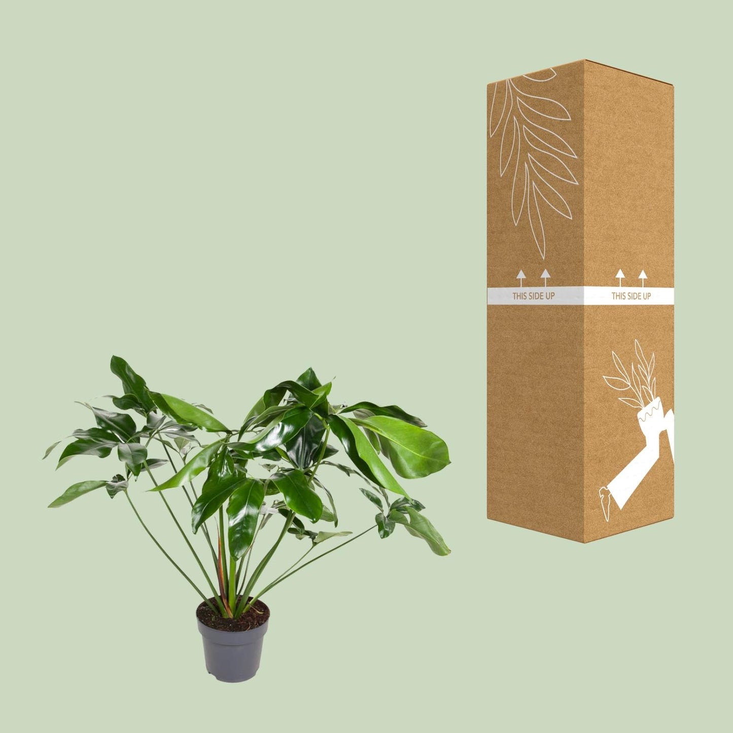 Philodendron Green Wonder – Pflegeleichte XXL-Zimmerpflanze Ø24cm