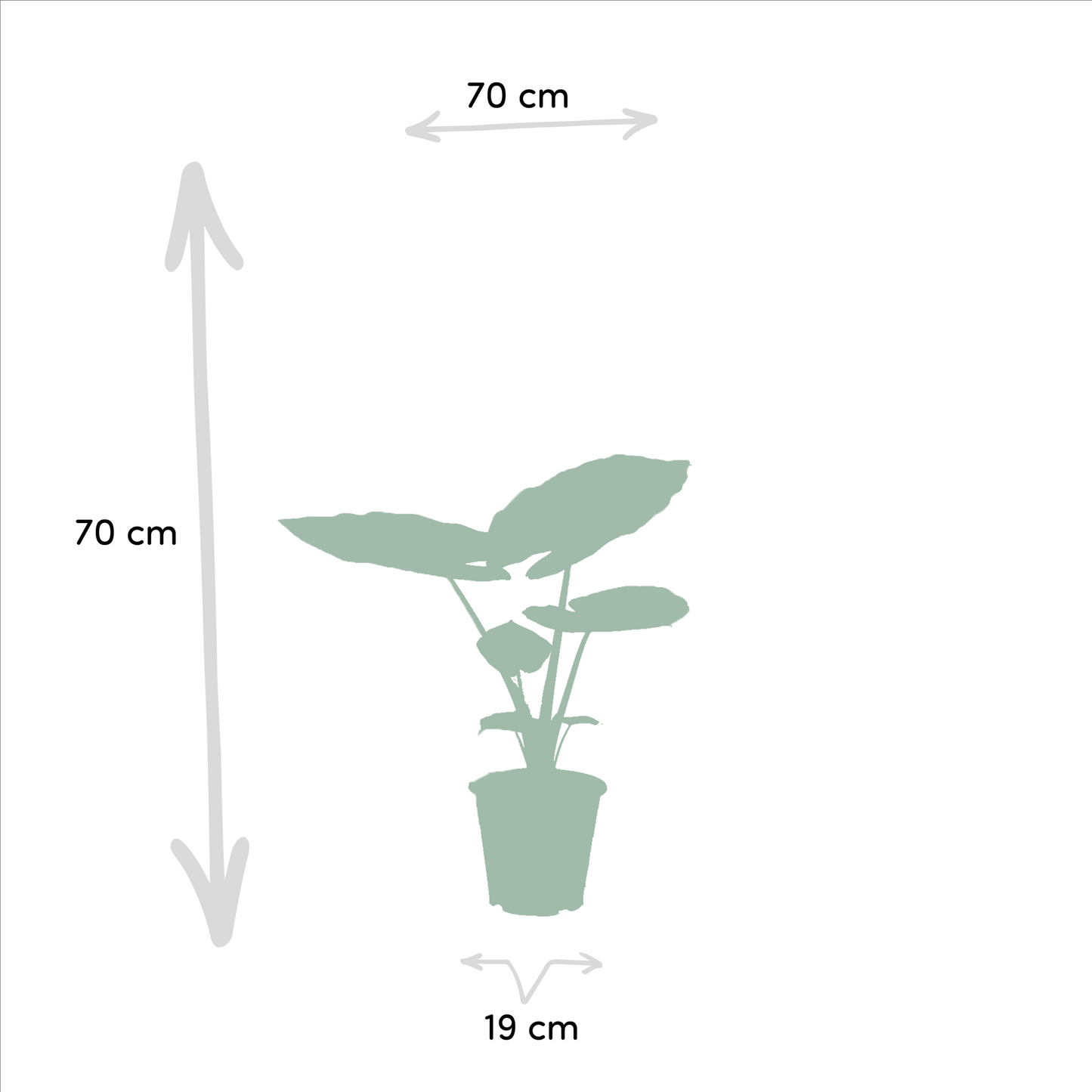 Strelitzia Nicolai & Alocasia Macrorrhiza - XXL Zimmerpflanzen Set