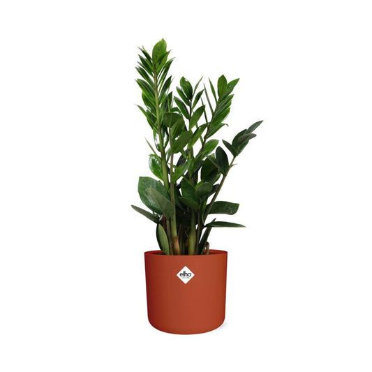 Zamioculcas – Pflegeleichte ZZ-Pflanze im ELHO b.for Soft Topf