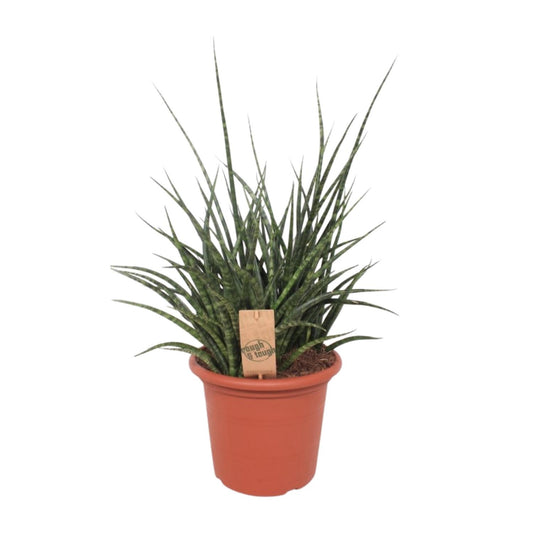Sansevieria Fernwood Punk – Pflegeleichte Schwiegermutterzunge Ø25cm