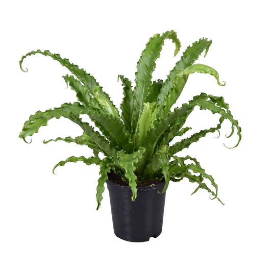 Asplenium Antiquum Osaka – Stilvoller Vogelnest-Farn Ø17cm