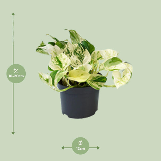 Epipremnum Happy Leaf ‚Marble Queen‘ Ø12cm, 20cm hoch