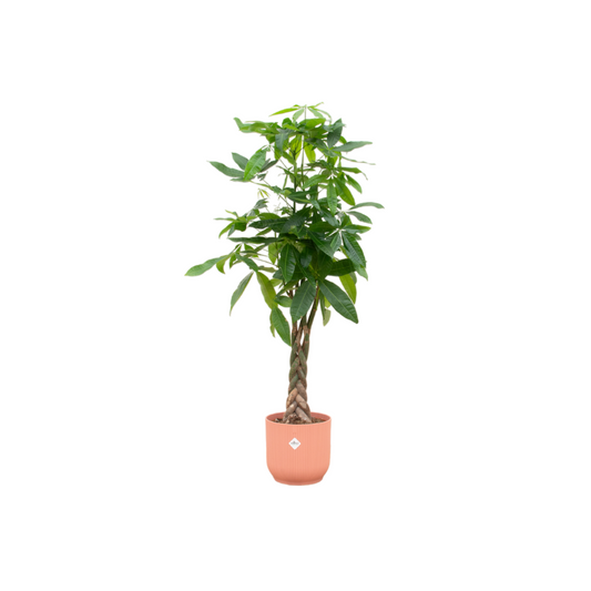 Pachira Aquatica mit elho Vibes Fold Round Topf Ø30 - 150 cm