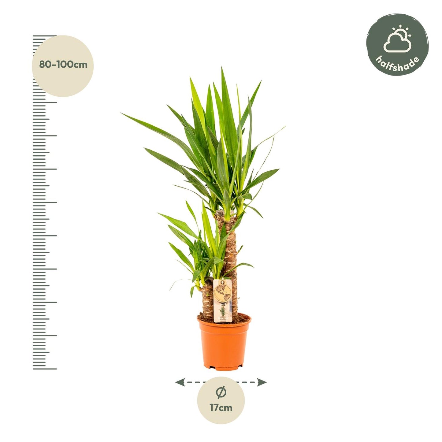 Yucca Palmlilie Ø17cm – Pflegeleichte XXL Zimmerpflanze