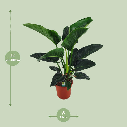 Philodendron Congo Millions – XXL pflegeleichte Zimmerpflanze