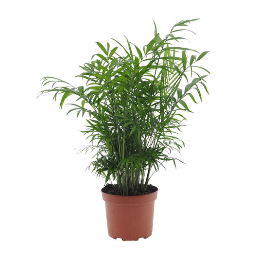 Chamaedorea Elegans – Zwergbernpalme Ø17cm, 50cm hoch
