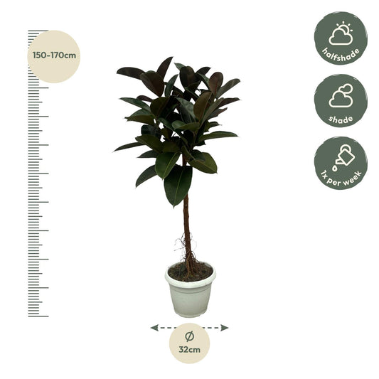 Ficus Elastica Robusta Stamm - 140 cm XXL Zimmerpflanze
