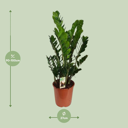 Zamioculcas Zamiifolia – Pflegeleichte XXL Zimmerpflanze Ø27cm