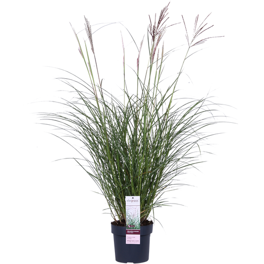 Miscanthus sinensis Ferner Osten – Dekoratives Ziergras Ø19cm