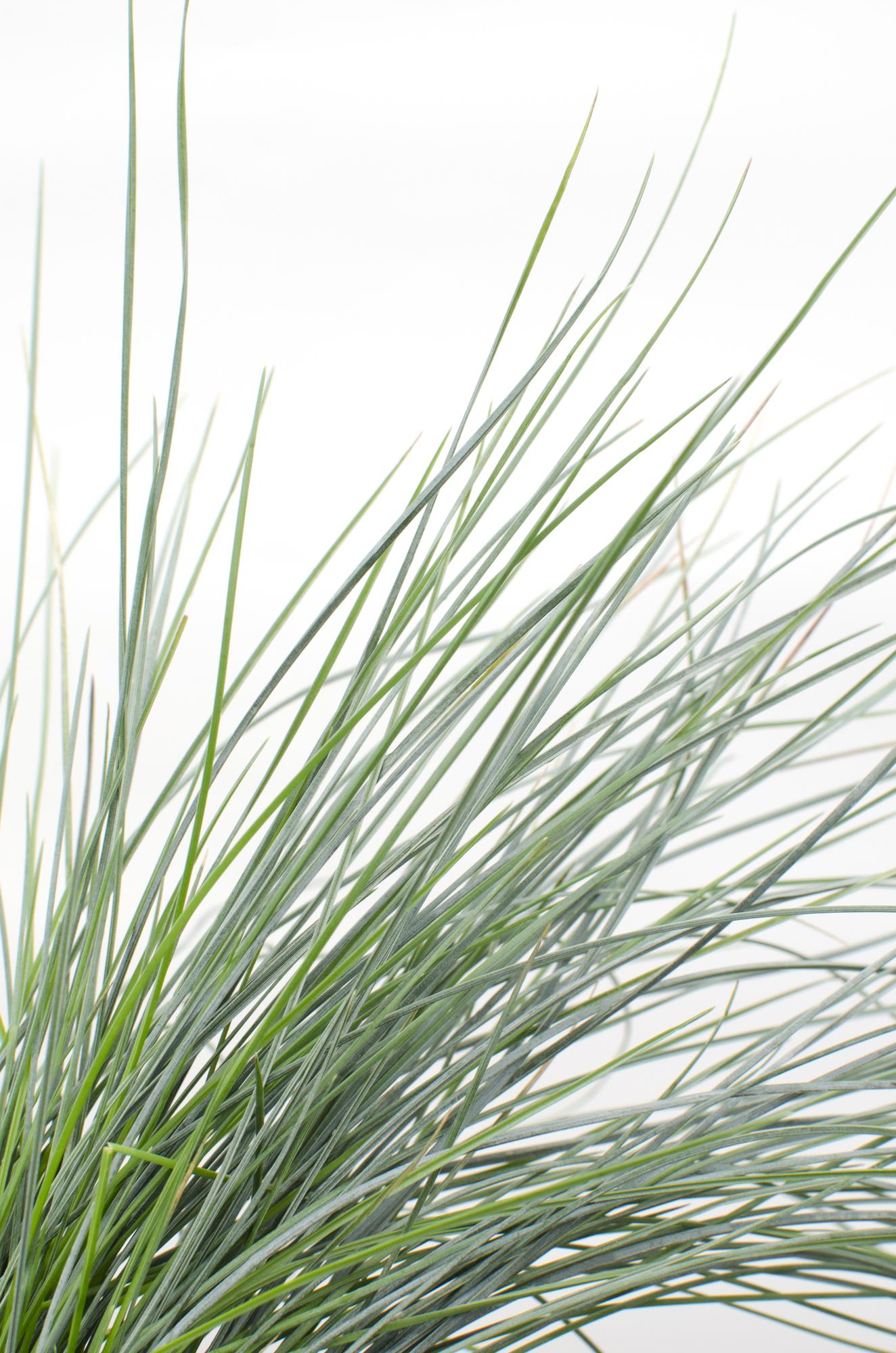 Festuca glauca Azura Blue - Pflegeleichtes Ziergras Ø14cm