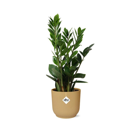 Zamioculcas – Pflegeleichte ZZ-Pflanze im ELHO Vibes Fold Topf
