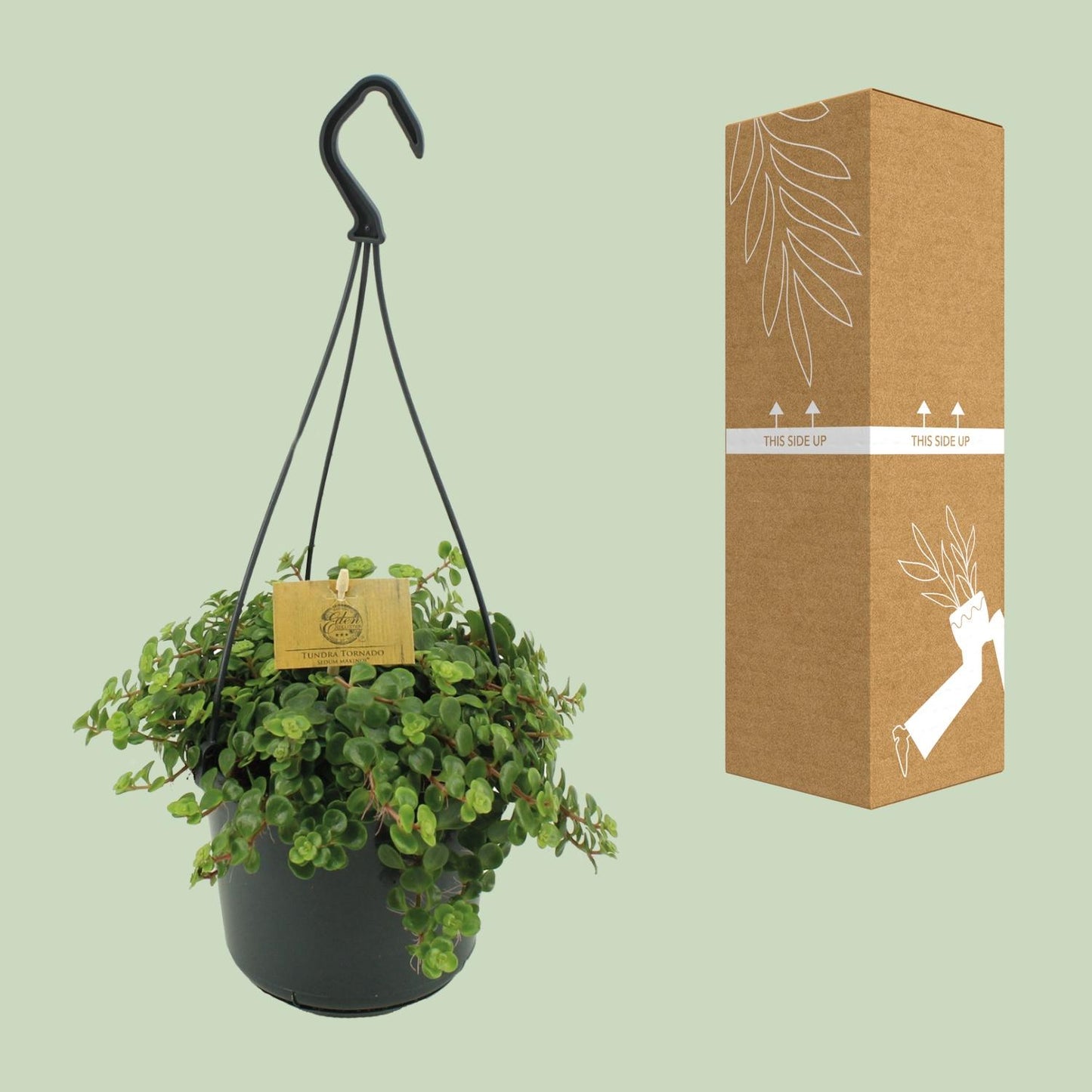 Sedum Tornado – Pflegeleichter Mauerpfeffer Ø15cm