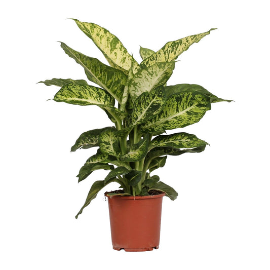 Dieffenbachia Mars – Pflegeleichte Zimmerpflanze Ø17cm