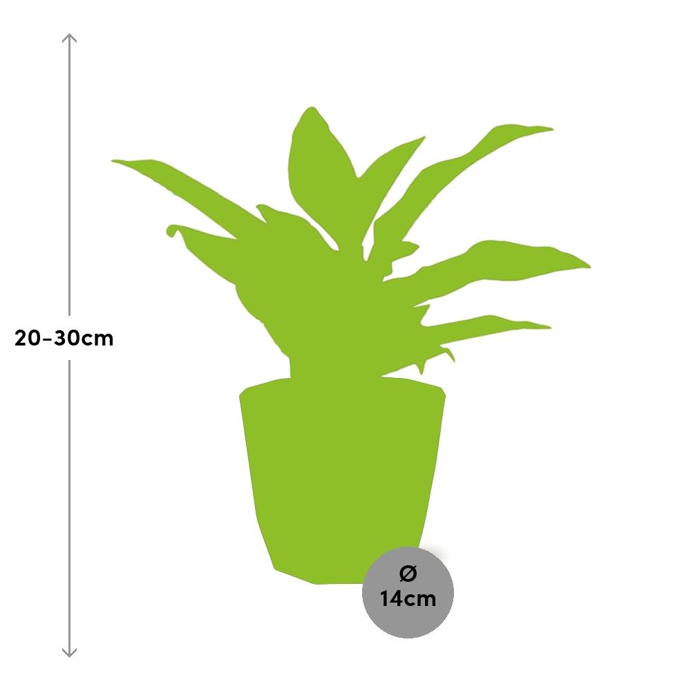 Aglaonema Crete – Pflegeleichte Zimmerpflanze im 14cm Topf