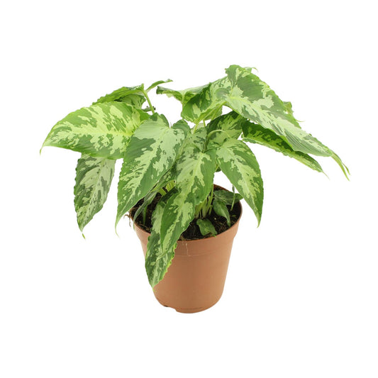Schismatoglottis Pusilla – Pflegeleichte Zimmerpflanze Ø15cm
