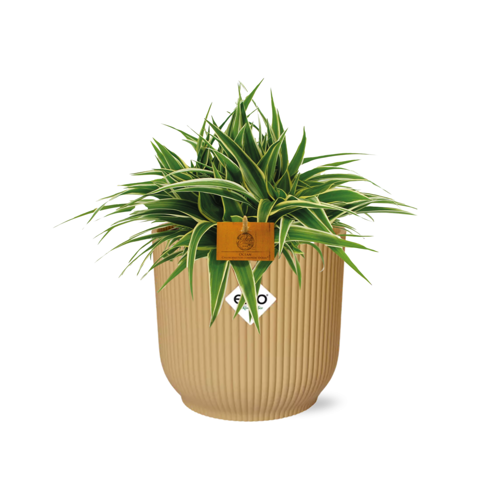 Chlorophytum Ocean 15cm in ELHO Vibes Fold 16cm Gelb