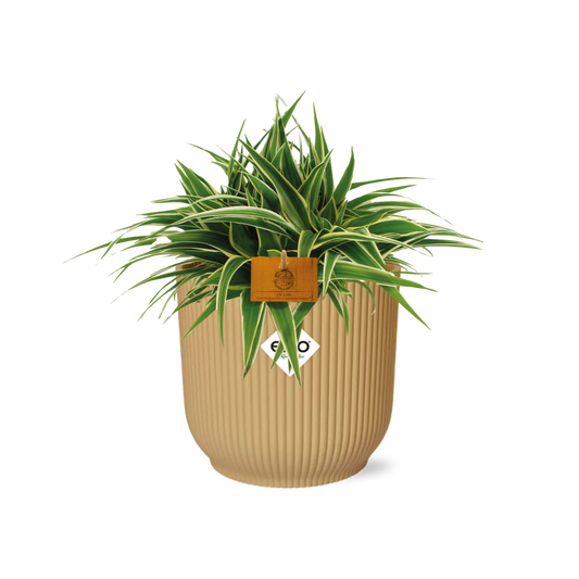 Chlorophytum Ocean 15cm in ELHO Vibes Fold 16cm Gelb