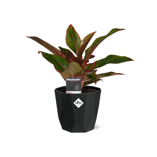 Aglaonema Crete – Pflegeleichte Zimmerpflanze im 14cm Topf