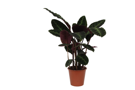 Calathea Warscewiczii – Pflegeleichte XXL-Zimmerpflanze