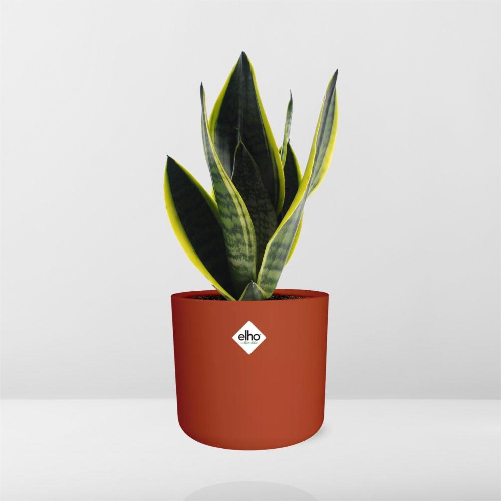 Sansevieria Futura Superba im ELHO b.for soft Rond 14cm Brique