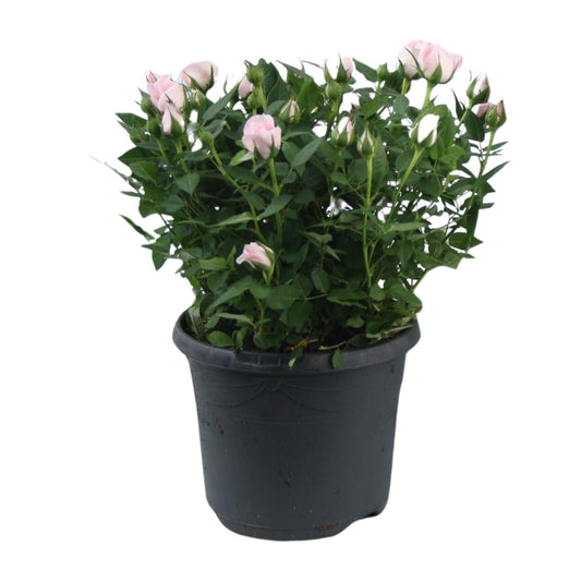 Rosa Jewel Patio Baby - Topfrose Ø17cm, Höhe 30cm