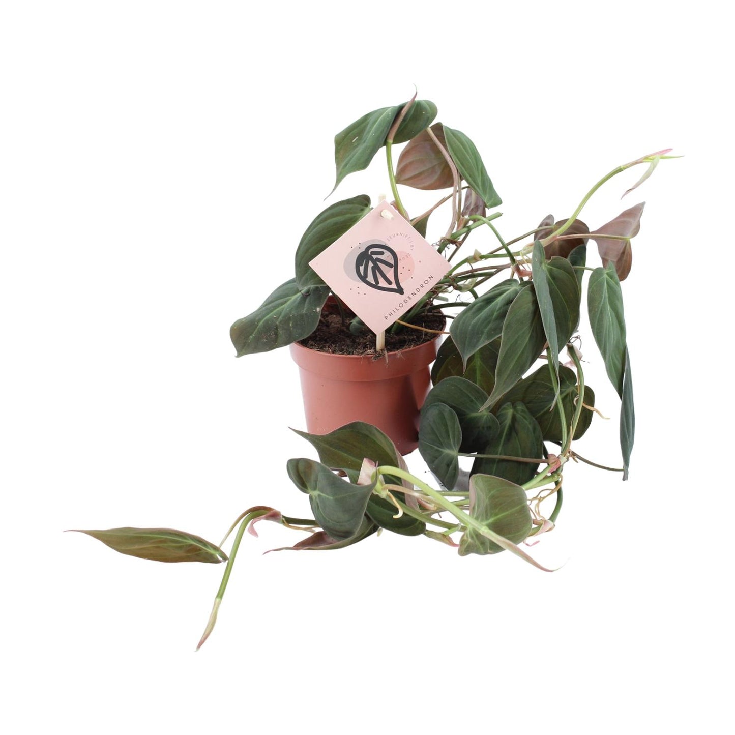 Philodendron Micans – Pflegeleichte Zimmerpflanze Ø12cm
