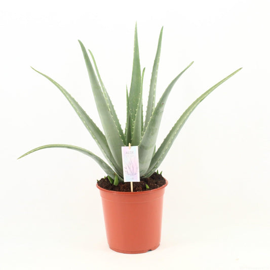 Aloe Vera Sukkulente Ø24cm – Pflegeleicht & Gesund