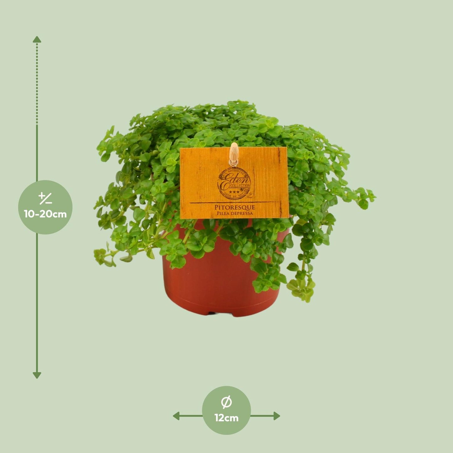 Pilea Depressa – Pflegeleichte Aluminium-Pflanze Ø12cm