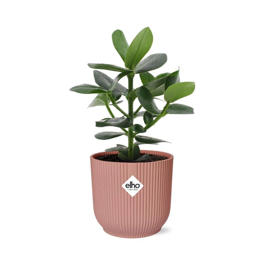 Clusia Princess im ELHO Vibes Fold 14cm Topf rosa