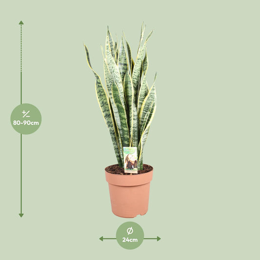 Sansevieria Trifasciata Laurentii – Pflegeleichter Bogenhanf Ø24cm, 90cm hoch