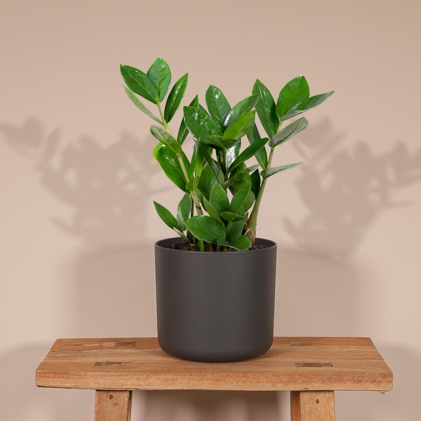 Zamioculcas – Pflegeleichte Zimmerpflanze Ø12cm, 35cm hoch