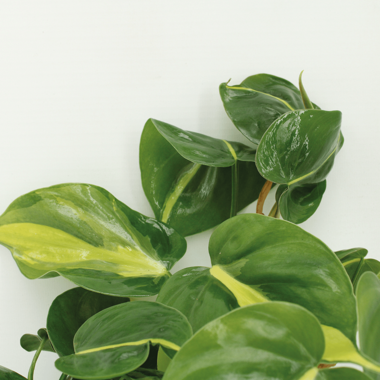 Philodendron Scandens Brasil - 4er Set Ø12cm Topf