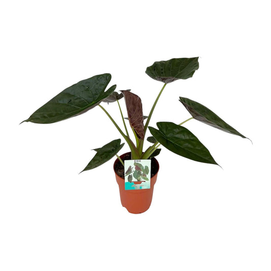 Alocasia Wentii – Elegante Elefantenohr-Pflanze Ø19cm, 85cm hoch