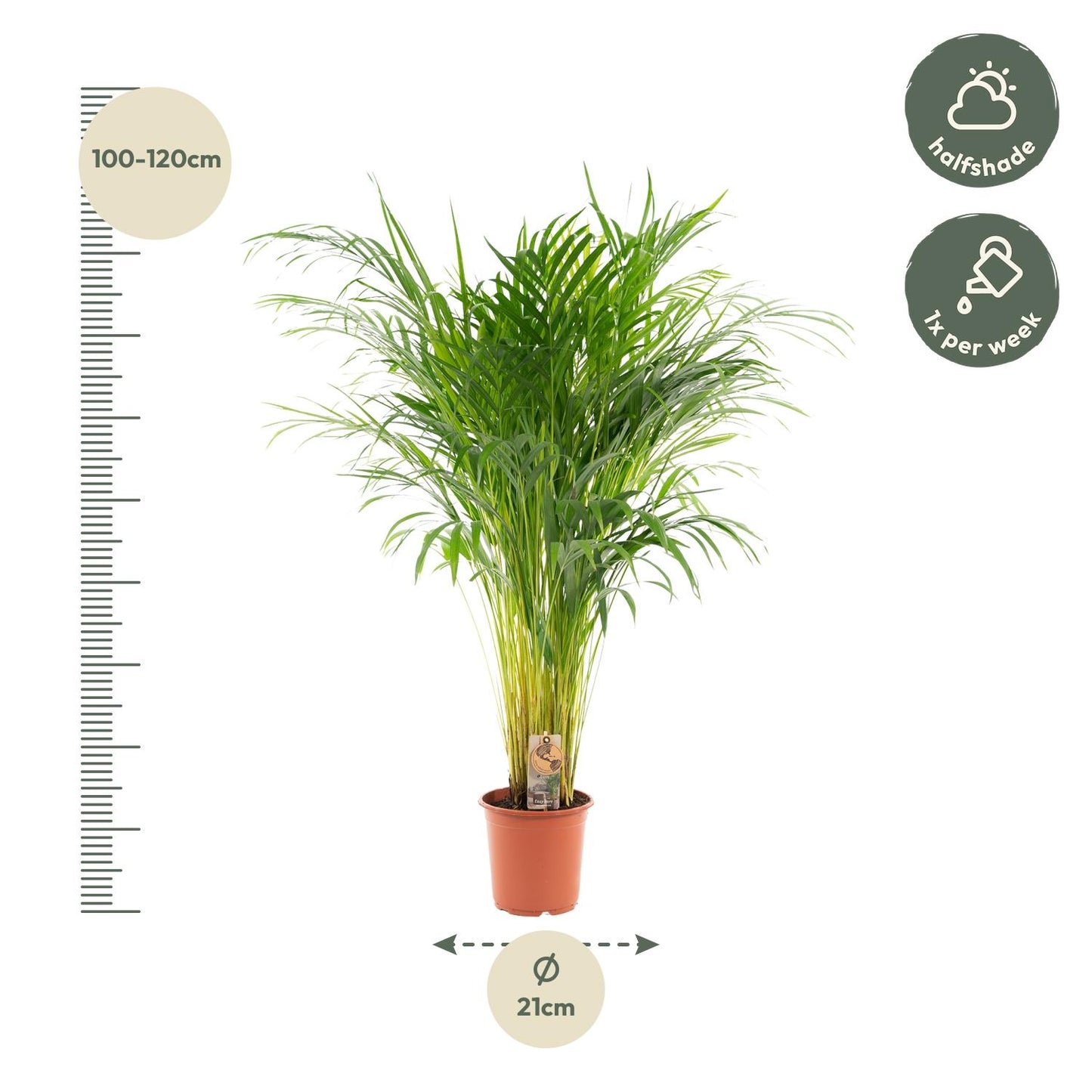 Areca-Palme Ø21cm – Luftreinigende Goldfruchtpalme