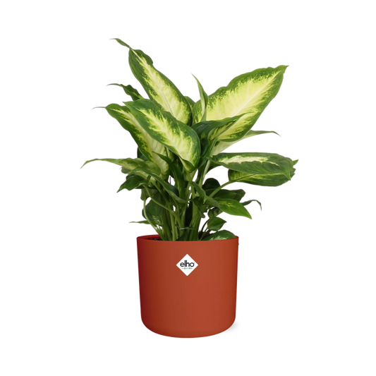 Dieffenbachia ‘Camilla’ – Pflegeleichte Zimmerpflanze im ELHO Topf