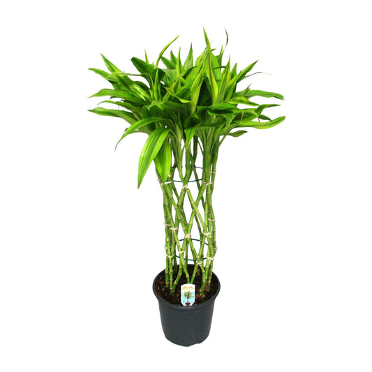 Dracaena Sandriana Gold – Eleganter Drachenbaum Ø19cm, 70cm hoch