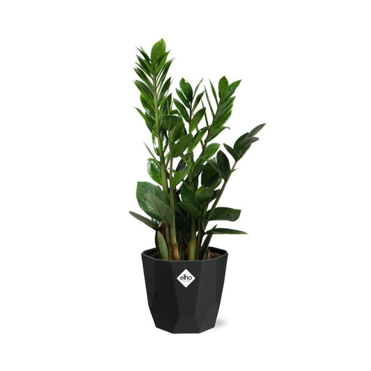 Zamioculcas – Pflegeleichte ZZ-Pflanze im schwarzen Topf