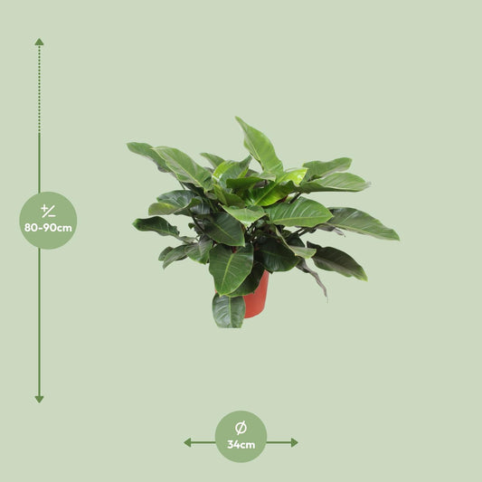 Philodendron Imperial Green – Elegante, pflegeleichte Zimmerpflanze Ø34cm