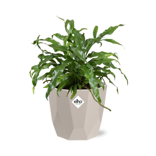 Microsorum Diversifolium – Känguru-Farn in ELHO b.for rock 14 cm warm grey