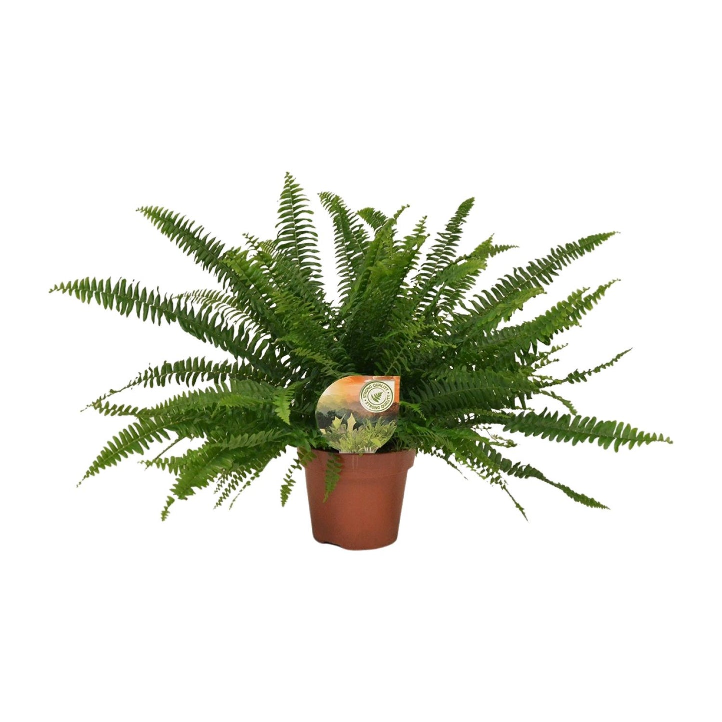 Nephrolepis Green Lady – Pflegeleichter Boston-Farn Ø17cm