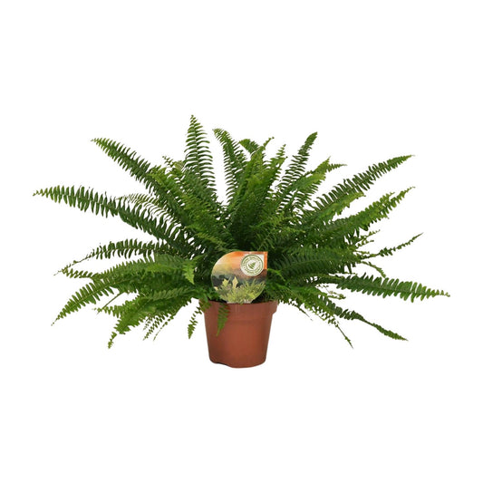 Nephrolepis Green Lady – Pflegeleichter Boston-Farn Ø17cm