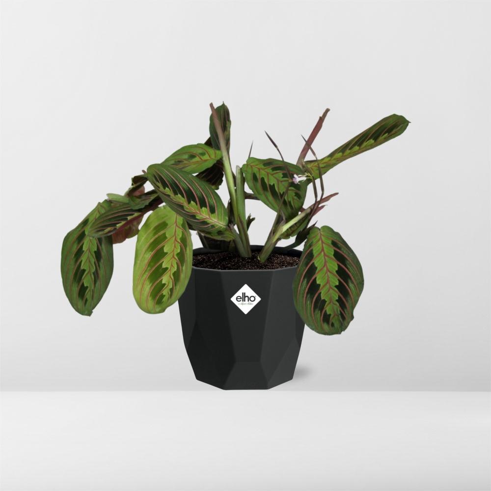 Maranta Leuconeura ‘Fascinator’ Tricolor – Pflegeleichte Gebetspflanze in 14cm Topf