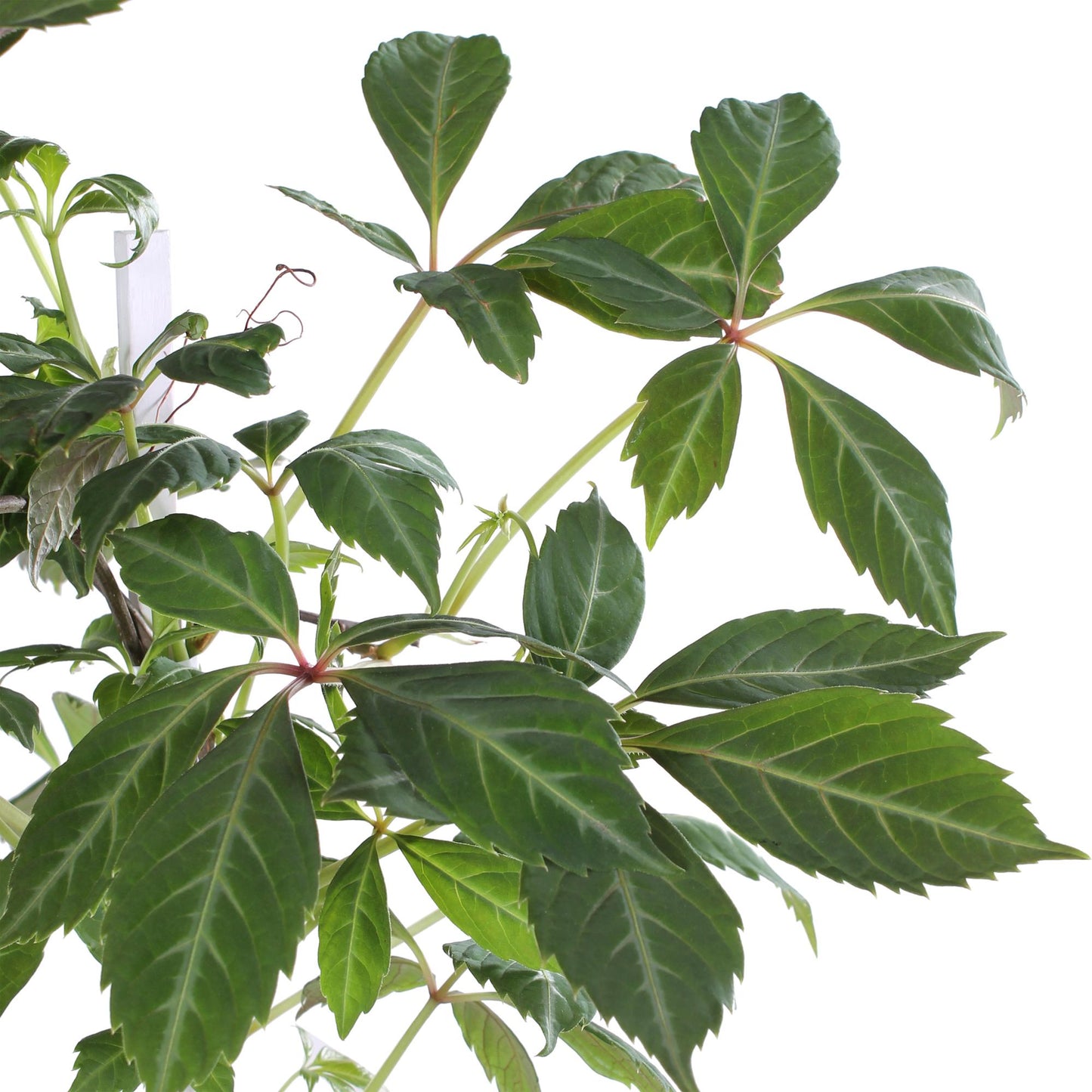 Parthenocissus henryana – Farbfrohe Kletterpflanze Ø15cm