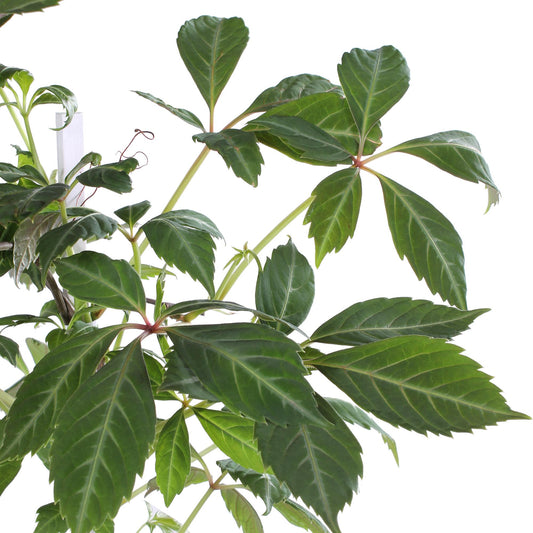 Parthenocissus henryana – Farbfrohe Kletterpflanze Ø15cm