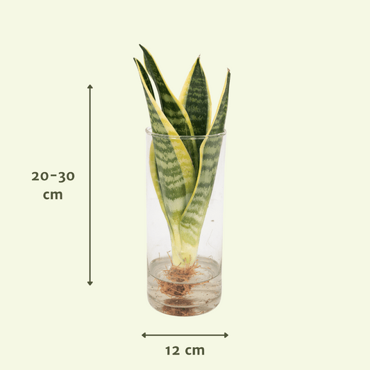 Sansevieria im Zylinderglas – Ø12 cm, Höhe 30 cm