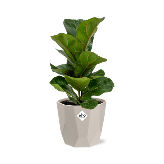 Ficus Lyrata ‘Bambino’ im ELHO b.for rock Topf 14 cm warm grey