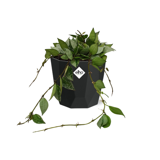 Hoya Krohniana Eskimo – Pflegeleichte Wachsblume im 14cm Topf